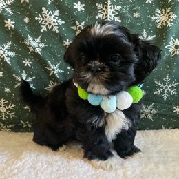 Benny - Black and white male Shih Tzu puppy in Hemet, California from Aloha Shih Tzu