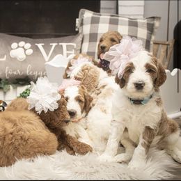 Goldendoodle Puppies from Best Doodles