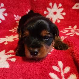 Topez - Black and tan male Yorkshire Terrier puppy in Castleton, New York from Jennifer's Yorkies