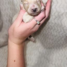 Poodle Puppies from J&K Kennels