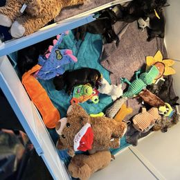 Newfoundland Puppies from Knallhart Kennels