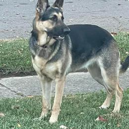 German Shepherd Puppies from Sandy’s Shepherds