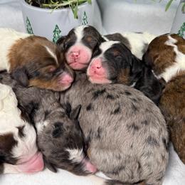 Bernedoodle puppies from Doodles & Spice