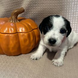 AKC Girl 5 - Piebald female Dachshund puppy in Grand Valley, Pennsylvania from Hounds on the Hill