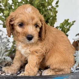 Boy 3 - male Cockapoo puppy in Waco, Texas from Cedar Ranch