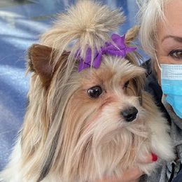 Scarlet - Yorkshire Terrier