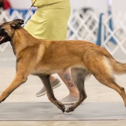 Australian Shepherd and Belgian Malinois Puppies from Rock 'n Wool Aussies & Malinois