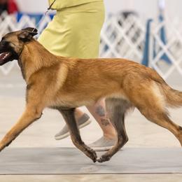 Australian Shepherd and Belgian Malinois Puppies from Rock 'n Wool Aussies & Malinois