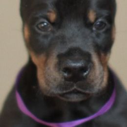 Doberman Pinscher Puppies from Rangewood Kennel