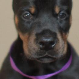 Doberman Pinscher Puppies from Rangewood Kennel