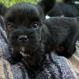 John - Black and tan male Yorkshire Terrier puppy in Waco, Texas from Betterthan Chocolate Yorkies