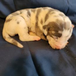 Female 1 - Blue and white female Great Dane puppy in Columbia Stat, Ohio from Rocky Road Chocolate Danes