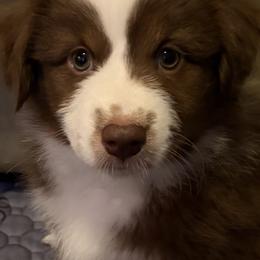 Girl 3 - female Miniature American Shepherd puppy in Hurt, Virginia from Sweet Prada's Farm