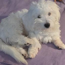 Jonah - Coton de Tulear