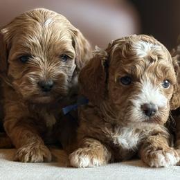 Boy 2 Selection - Apricot male Cavapoo puppy in Pleasant Hill, Iowa from Harvest Creek