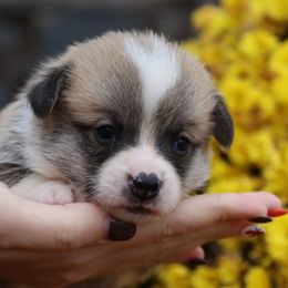 Gator - Red male Pembroke Welsh Corgi puppy in Pollock, Missouri from Northstar