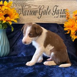 Bo - White and red male Border Collie puppy in Moody, Texas from Narrow Gate Farm