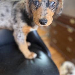 Toffee - Brown and white female Aussiedoodle puppy in Lowville, New York from Adirondack Labradoodles