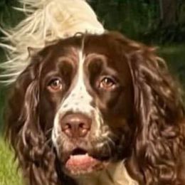 English Springer Spaniels from Sedge Island Springers