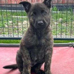 Dutch Shepherd and German Shepherd Puppies from Schäfers Weg Shepherds