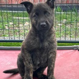 Dutch Shepherd and German Shepherd Puppies from Schäfers Weg Shepherds