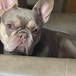 Ruthee - French Bulldog