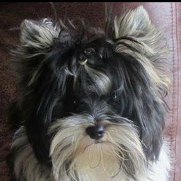 Bidi - Biewer Terrier