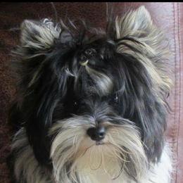 Bidi - Biewer Terrier