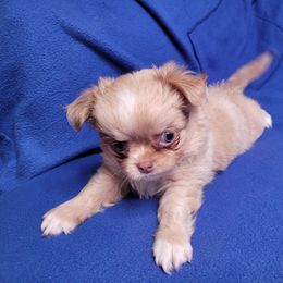 Baby boo - Merle male Chihuahua puppy in Warsaw, Virginia from B&D Chihuahuas