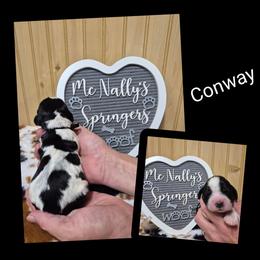 Conway - Black and white male English Springer Spaniel puppy in Freeland, Michigan from McNally's Springer Spaniels