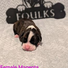 Magenta Collar - Brindle female Boxer puppy in Mount Zion, Illinois from Foulk's Boxer Puppies