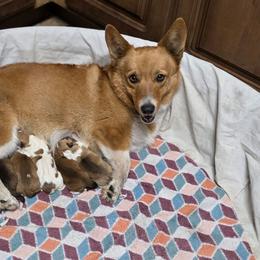 Girl 1 - Red female Pembroke Welsh Corgi puppy in Middleburg, Florida from Mulkeys Little Corgis