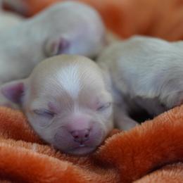 Theo - Cream male Chihuahua puppy in Deerfield, Florida from Happy Petit Paws