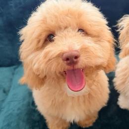 Palmer - Red male Bernedoodle puppy in Port Saint Lucie, Florida from Eastside Paws LLC