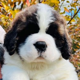 Lime Green Collar - Mahogany and white female Saint Bernard puppy in Double Springs, Alabama from St Bernard Kingdom, LLC