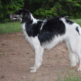 Silken Windhound All Grown Up from Jennifer Ceballos