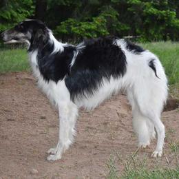 Silken Windhound All Grown Up from Jennifer Ceballos