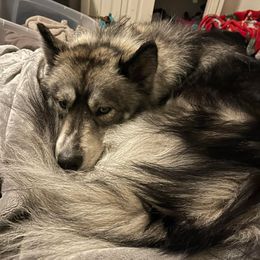 Siberian Huskies from Brooks Huskies