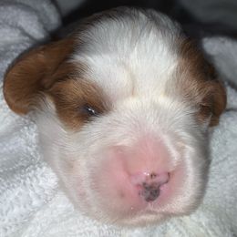 Girl 2 - Blenheim Cavalier King Charles Spaniel puppy in Zion Crossroads, Virginia from Karma's Cavaliers