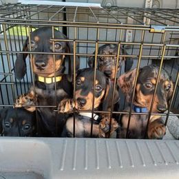 Dachshund Puppies from White River Valley Kennel