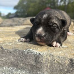 Sailor - Agouti and white female Siberian Husky puppy in York, Maine from Maine Coast Huskies