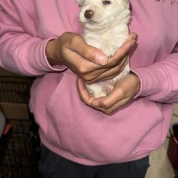 Kara-Archie - White male Miniature Schnauzer puppy in Pearland, Texas from K & S Schnauzers