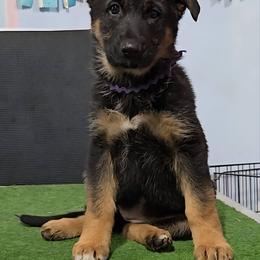 Ms Purple - Black and tan female German Shepherd puppy in Bemidji, Minnesota from Coppermoon German Shepherds