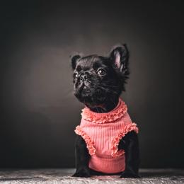 Elvira AKA Elvi - Black female French Bulldog puppy in Porter, Texas from Whatabulldog