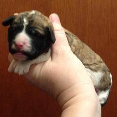 Assorted Doodle Crosses, Saint Berdoodles, and Sheepadoodles from Wizardwood Doodles