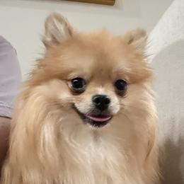 Mila - Pomeranian