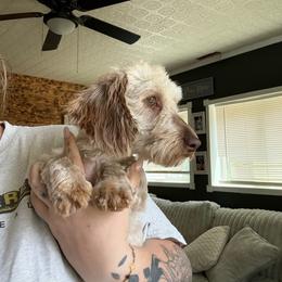 Millie - Sable female Dachshund puppy in Maidsville, West Virginia from L&B Lowriders