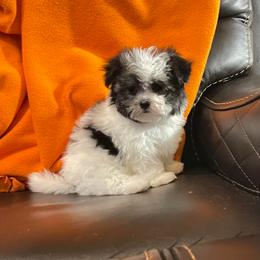Morkie and Yorkshire Terrier Puppies from Jewels Yorkshire’s