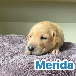 Merida - Yellow female Labrador Retriever puppy in Lucasville, Ohio from Backwoods Labradors