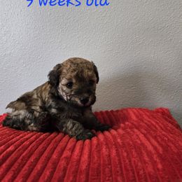 Maltipoo Puppies from Fasnacht Fuzzy Maltipoos LLC
